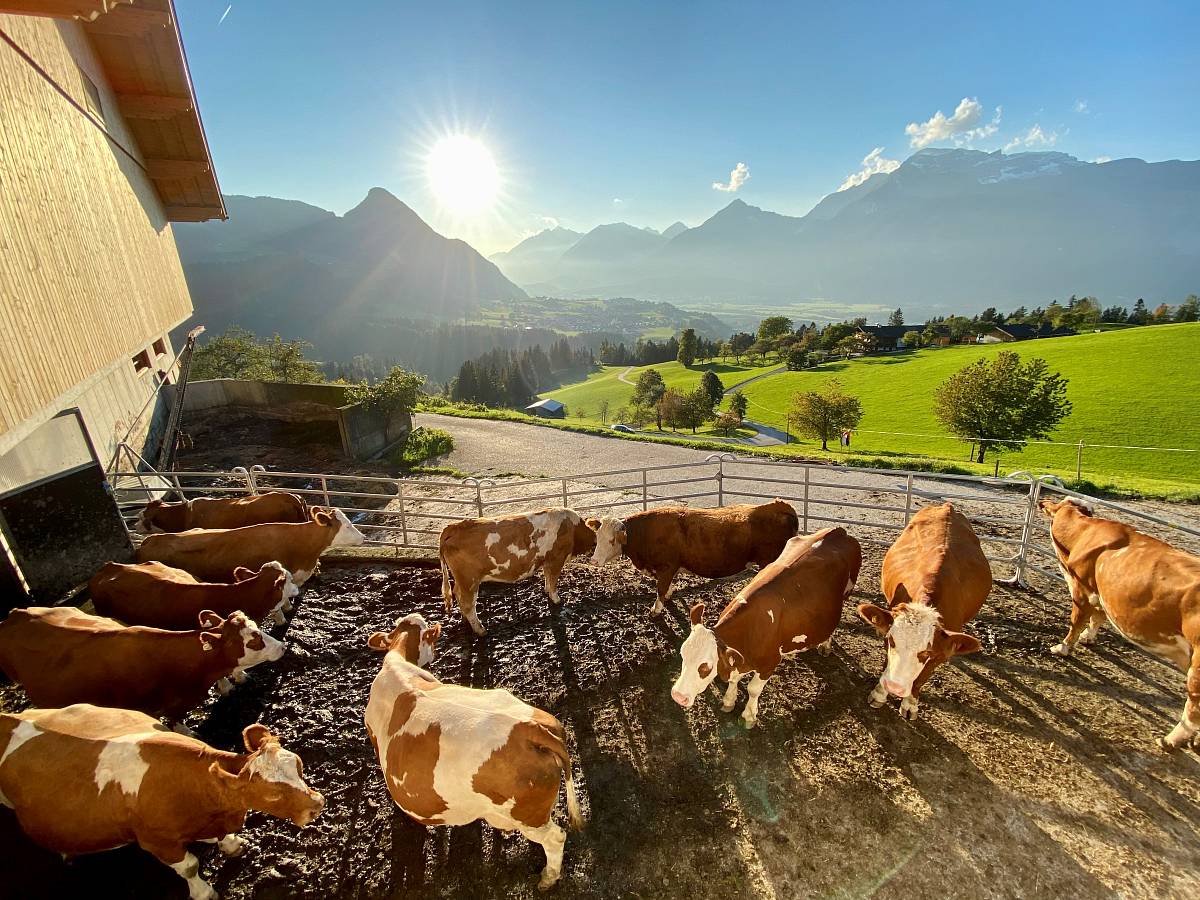 Kühe vor dem Bauernhof, dahinter Panoramablick aufs Alpbachtal