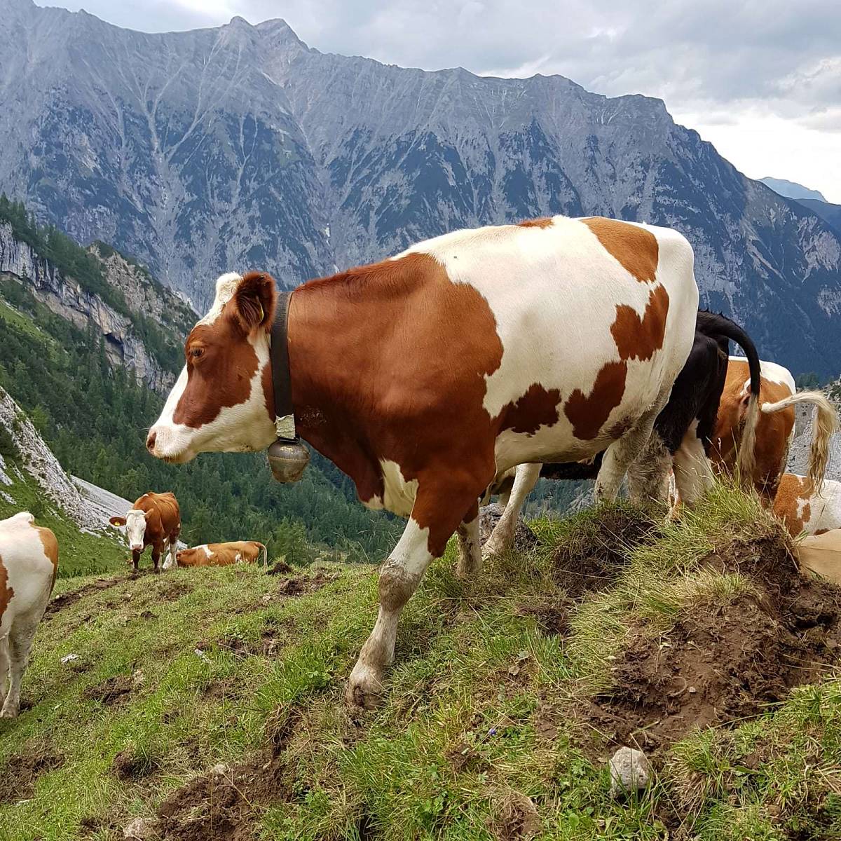 Mehrere Alpbachtaler Kühe die auf dem Berg stehen