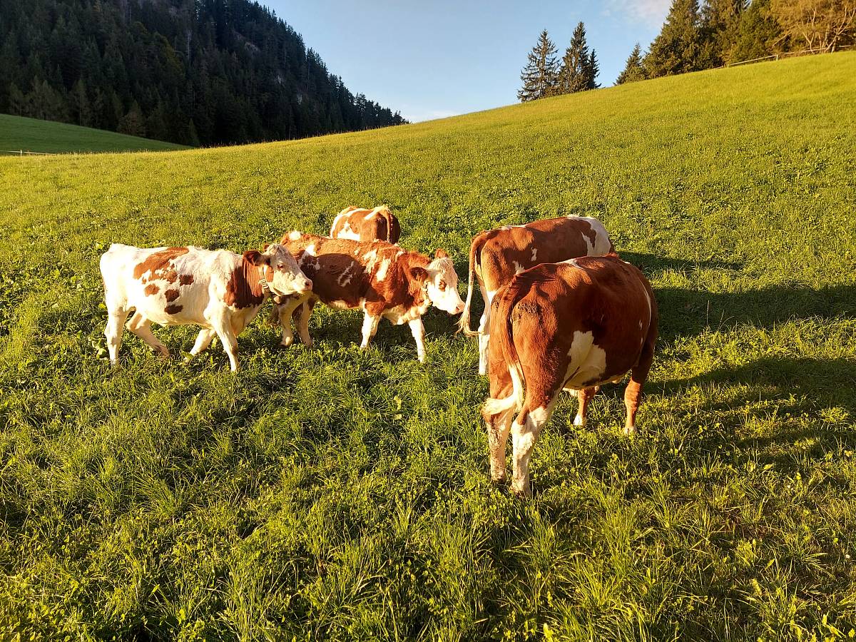 Kühe stehen auf einer Wiese in den Bergen