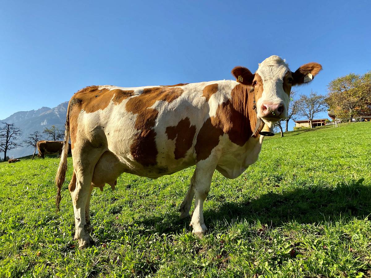 Eine Kuh die auf der Wiese steht