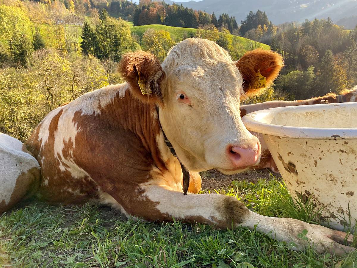 Eine Kuh die neben einem Eimer auf der Wiese liegt