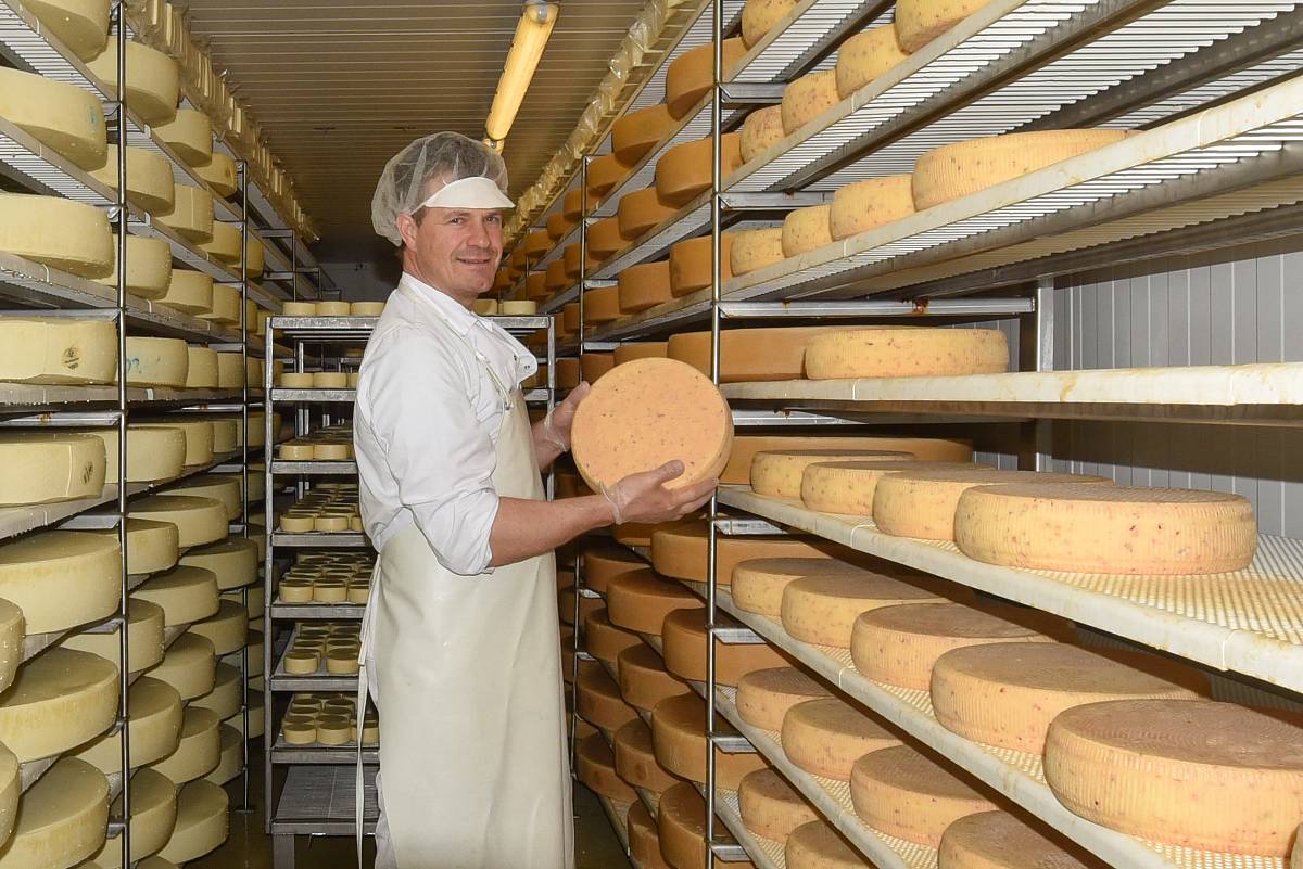 Käsemeister im Käsereifungsraum der Käserei Reith