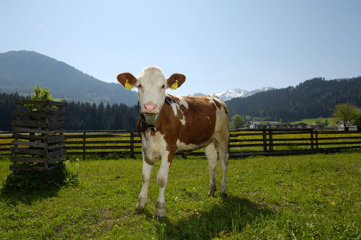 Braun-weiße Kuh steht auf einer Weide mit Bergen im Hintergrund