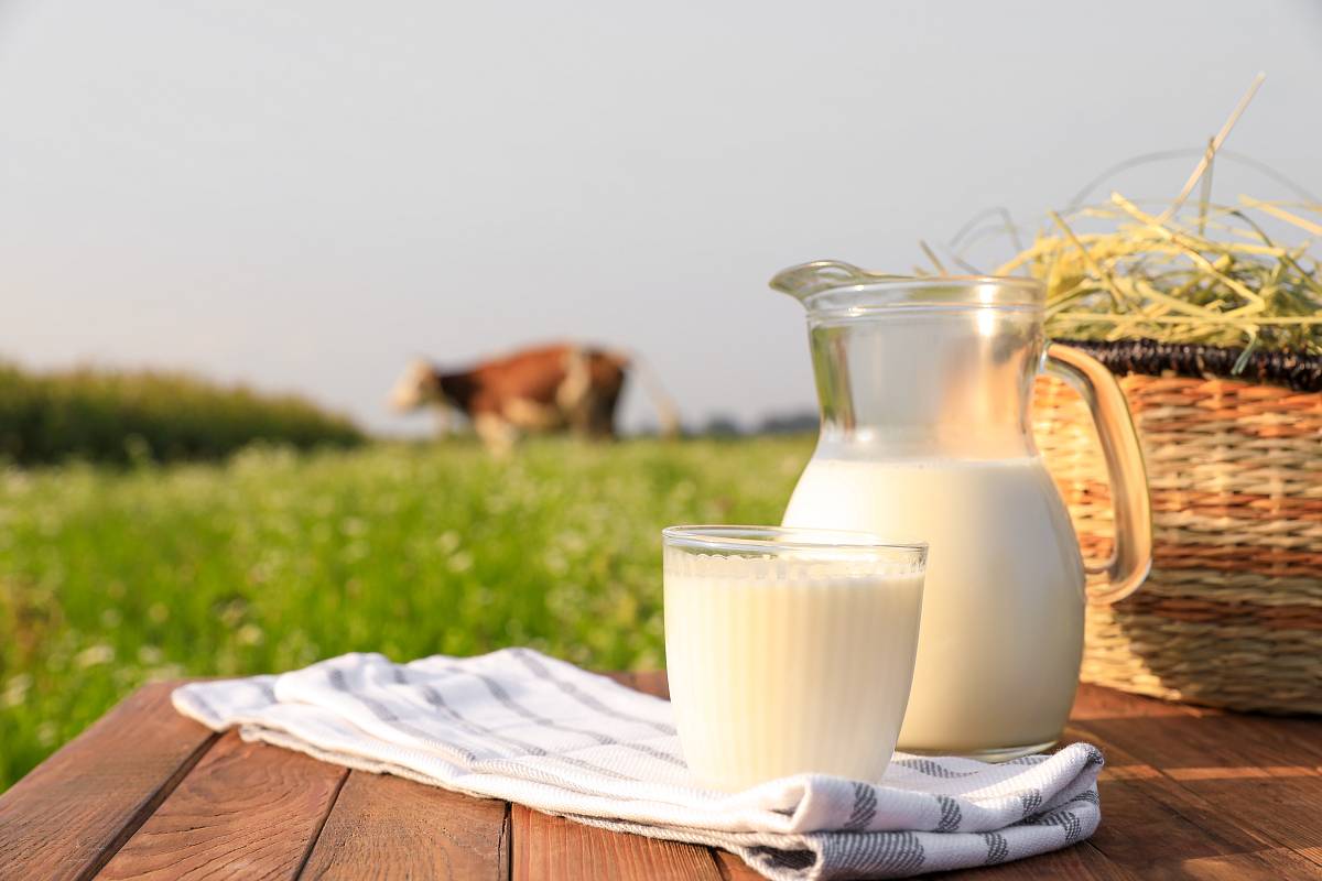 Heumilch in der Kanne und im Glas auf einem Tisch auf einer Weide mit einer Kuh im Hintergrund