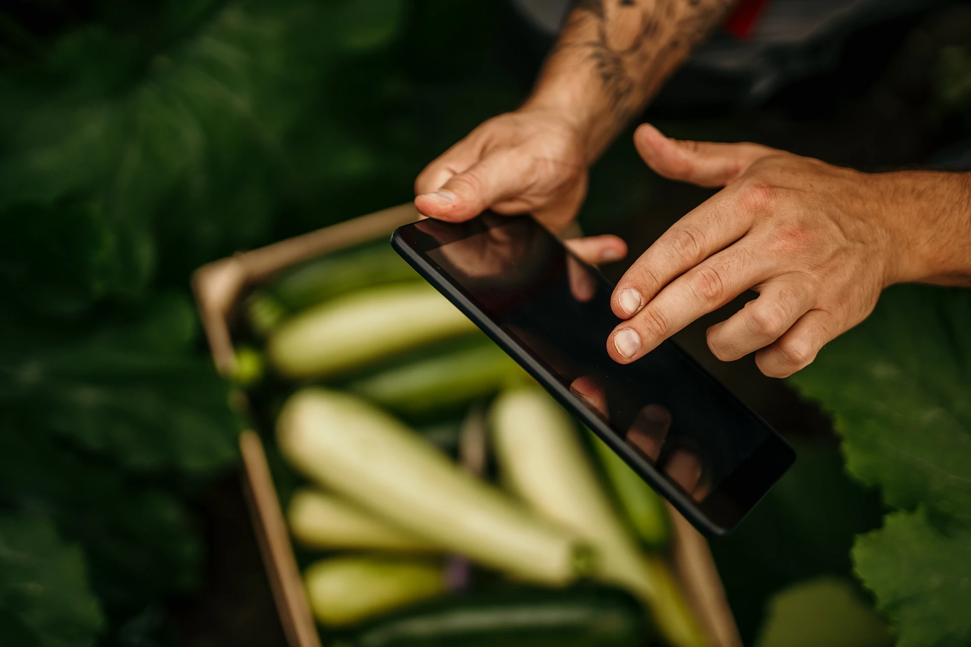 Hände halten ein Tablet in der Hand und im Hintergrund sind Zucchinis und Pflanzen