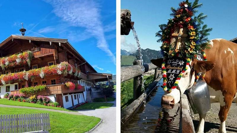 Das Haus Häusler und eine Kuh mit Kopfschmuck
