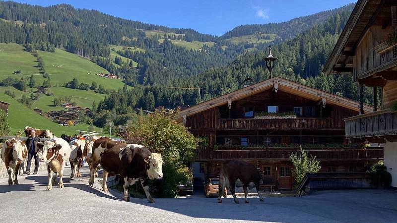 Kühe vor dem Bauernhof Lederer