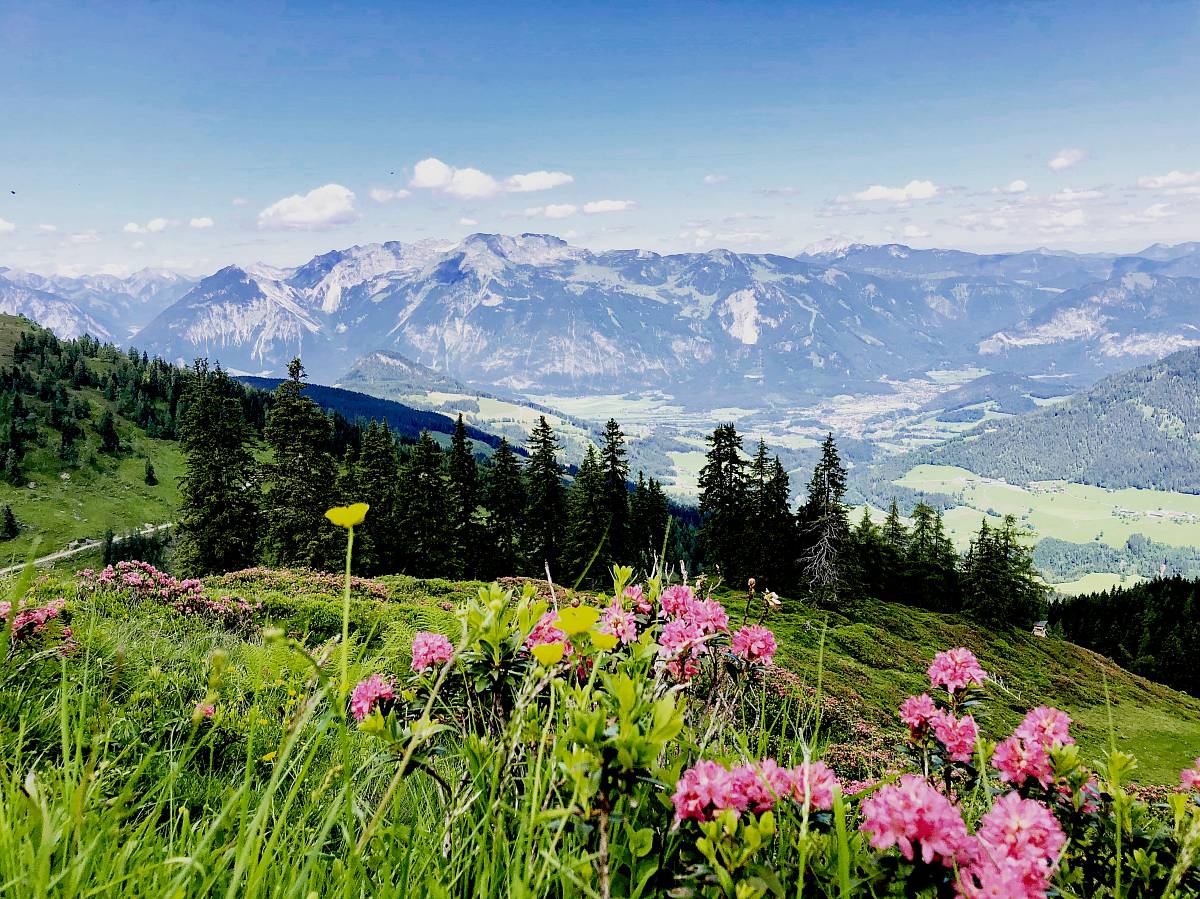 Beeindruckende Bergenlandschaft mit blauem Himmel, grüner Natur und farbigen Blumen im Alpbachtal